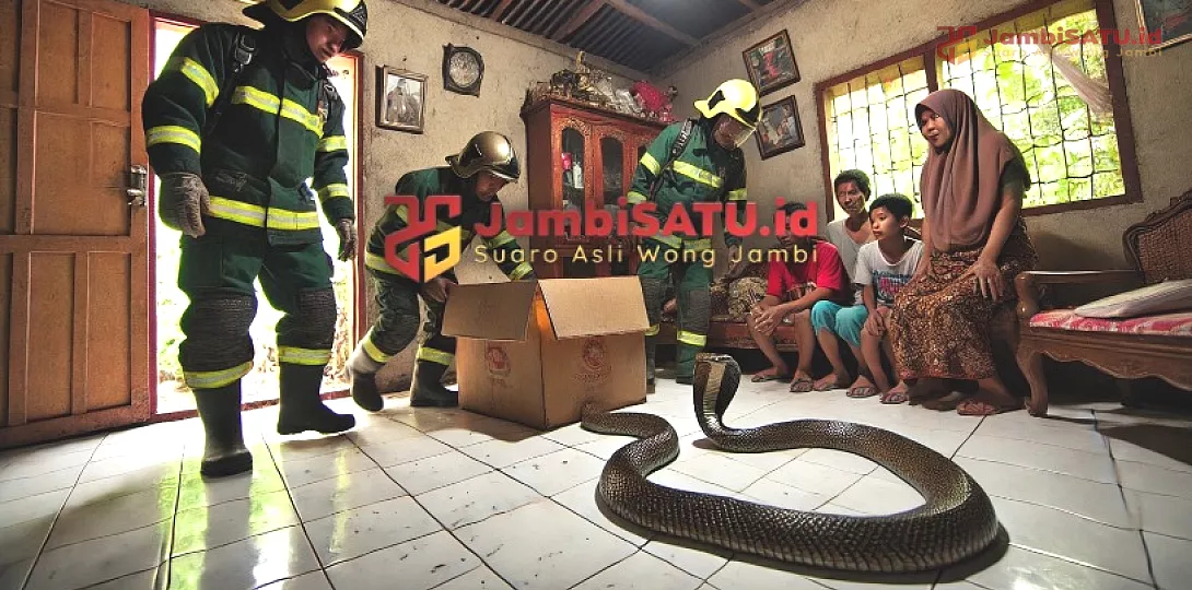 Ilustrasi Jambi Satu